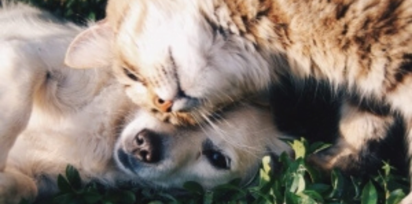 Figo Pet Insurance Review